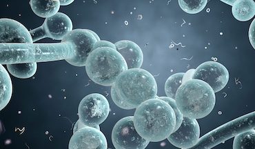 candida-albicans