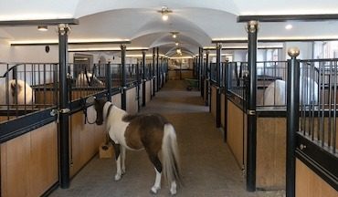 equine_sml.jpg