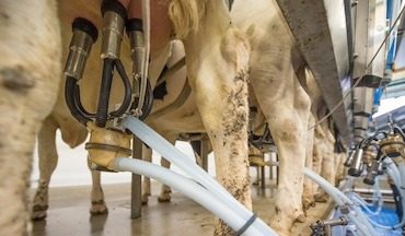 milking.jpg